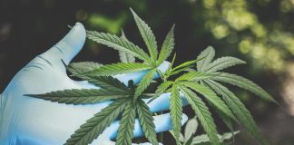 How to Vape Cbd Oil: 10 Best Cbd Vaping Tips for Beginners Best Cbd Vaping Tips