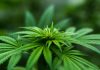 Puff, Puff, Pass: Weed Tricks to Impress Stoner Friends Weed Tricks