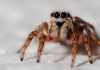 Stance Swap: Facts That Will Change Your Outlook on Spiders Outlook on Spiders