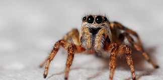 Stance Swap: Facts That Will Change Your Outlook on Spiders Outlook on Spiders