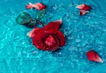 Know How To Preserve A Rose Or Grow Your Own Garden Rose for good health and wellbeing