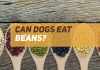 Can dogs eat beans, and is it healthy for them? can dogs eat beans