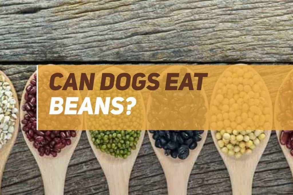 can dogs eat beans