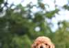 What You Must Do When Getting Your First Puppy First Puppy