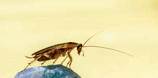 Say Goodbye to Roach Troubles: The Magic of Sticky Traps Revealed Sticky