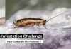 The Roach Infestation Challenge: How to Handle the Problem Infestation