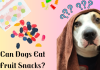 Can Dogs Eat Fruit Snacks? The Perfect Answer To It! can dogs eat fruit snacks